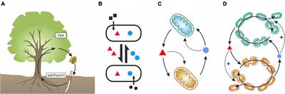 The Evolution of Microbial Facilitation: Sociogenesis, Symbiogenesis, and Transition in Individuality